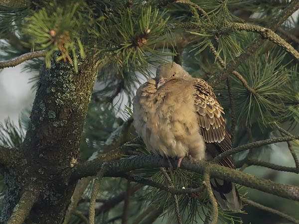 Idänturturikyyhky, Oriental Turtle Dove, Streptopelia orientalis